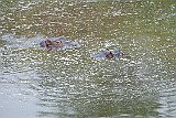 DSCF6531