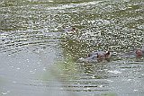 DSCF6532