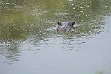 DSCF6533