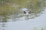 DSCF6534