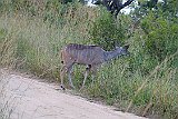 DSCF6335