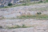 DSCF6337
