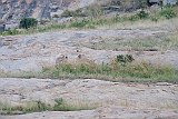 DSCF6341