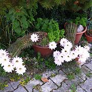 DSCF2223