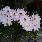 DSCF2224