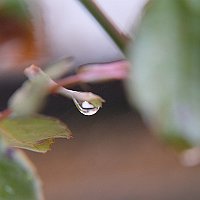 DSCF5354